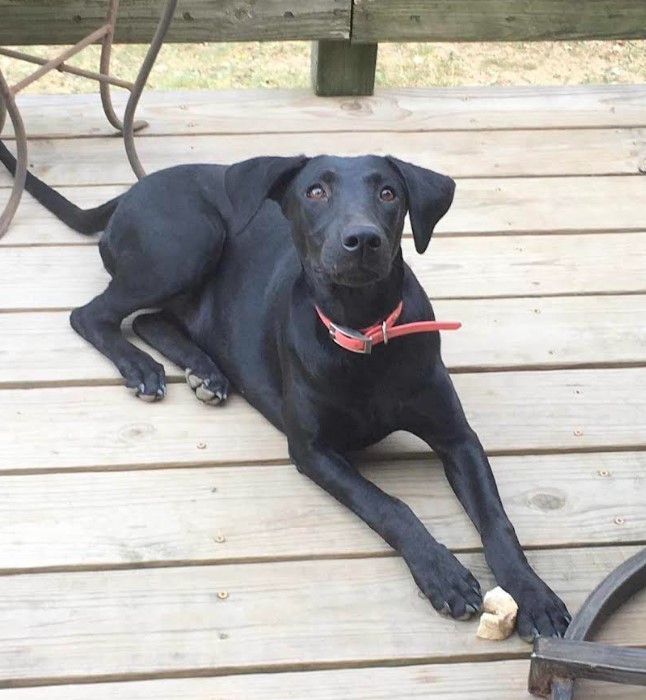 Dog for adoption Ebony, a Black Labrador Retriever Mix in Laurel, MD Petfinder