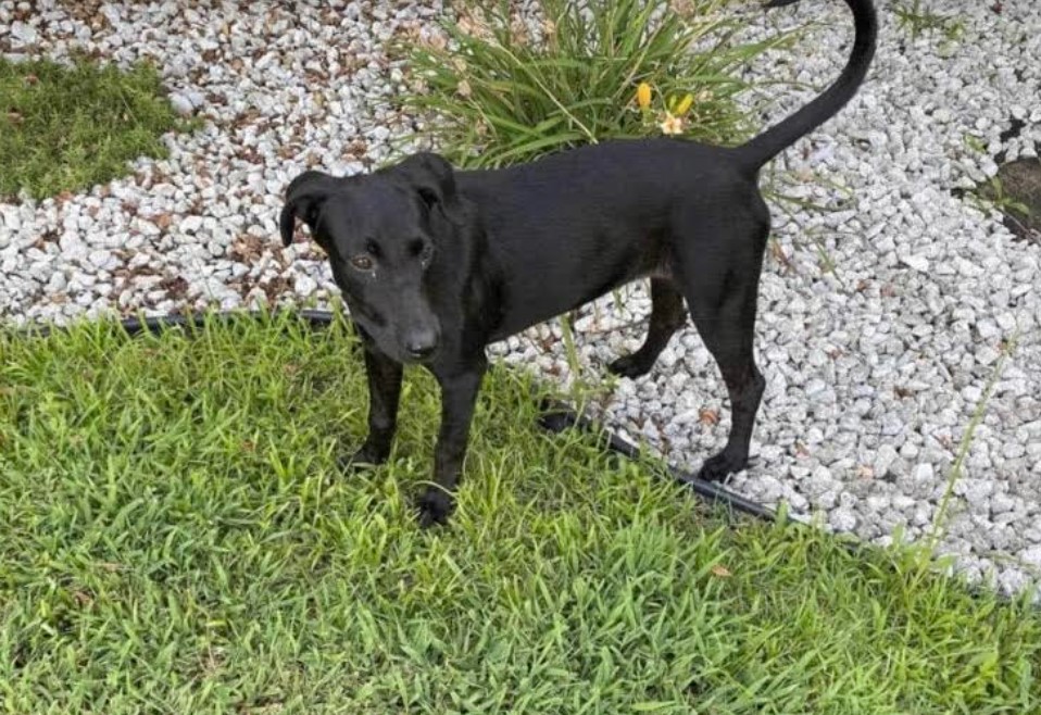 Dog for adoption Ebony, a Black Labrador Retriever Mix in Laurel, MD Petfinder
