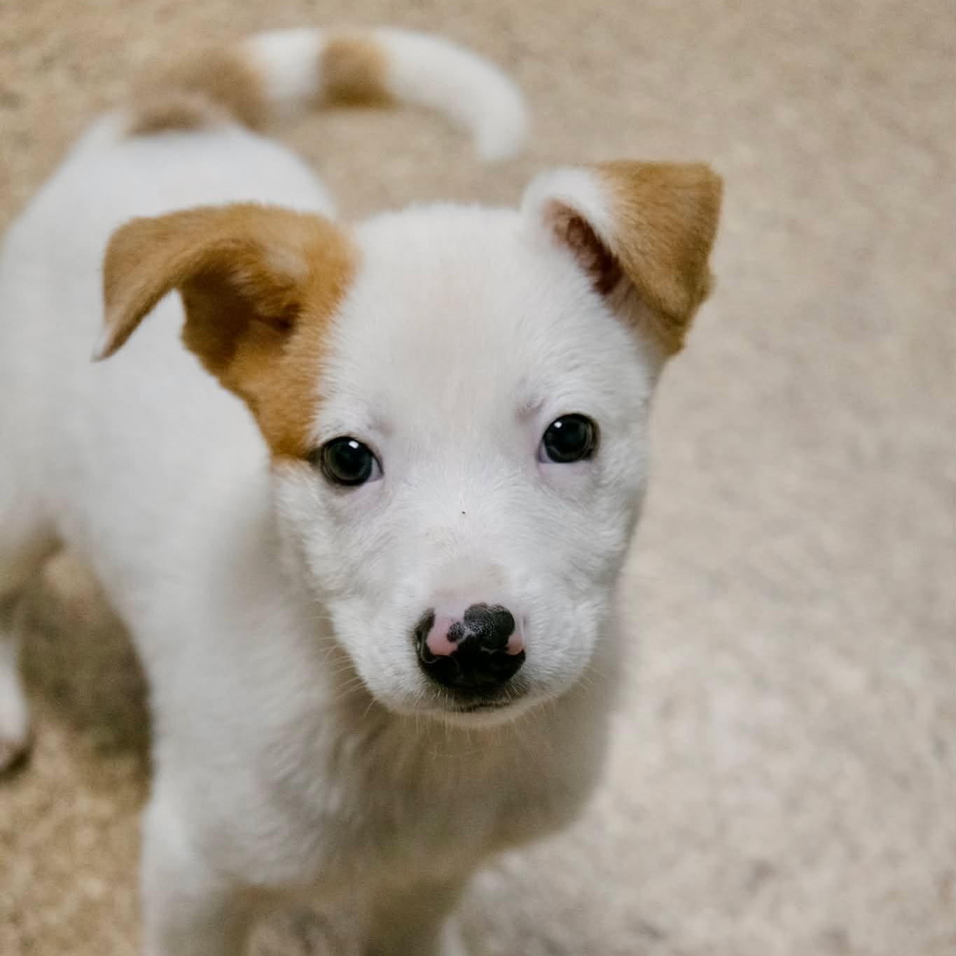 Colby, adopted, Puppy Male Australian Shepherd.