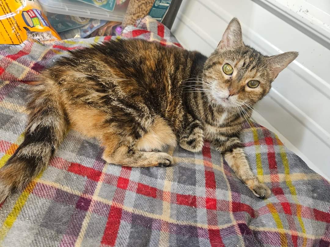 Gypsy, an adopted American Shorthair Mix in Petersburg, IN_image-1