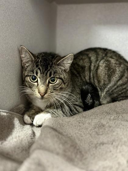 Enlarge *Manny, an adoptable mixed breed in Red Bluff, CA image 1/1