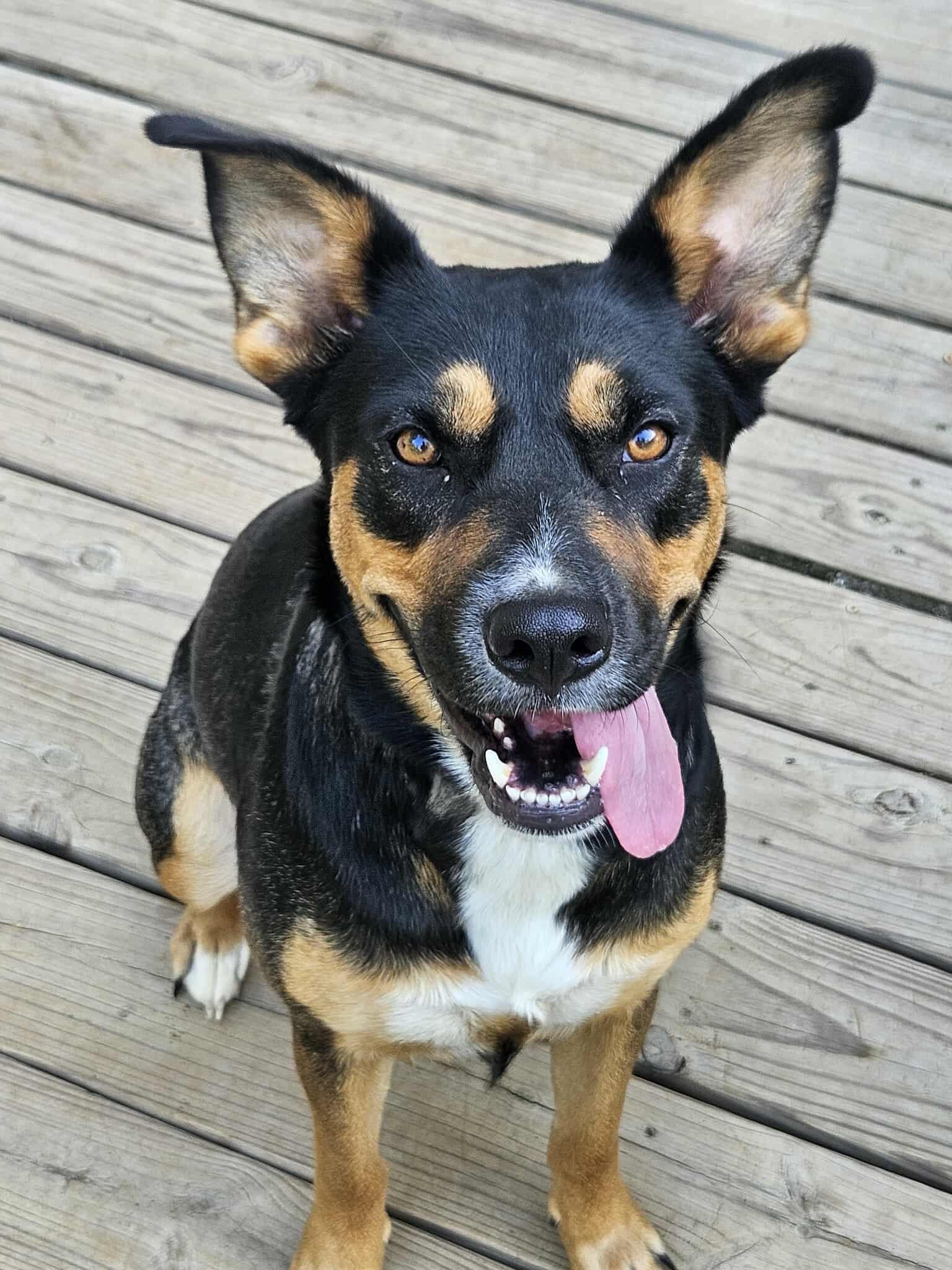 Rosie Hip *LOCAL*, Adoptable, Adult Female Australian Kelpie.