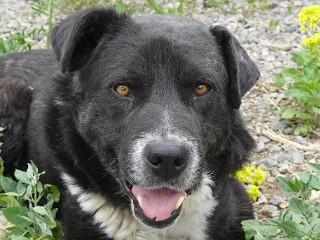 Benny, a Adoptable mixed breed in Anaconda, MT image 1/6