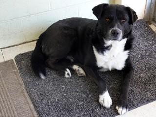 Enlarge Benny, a Adoptable mixed breed in Anaconda, MT image 3/6