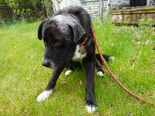 Benny, a Adoptable mixed breed in Anaconda, MT image 6/6