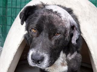 Benny, a Adoptable mixed breed in Anaconda, MT image 3/6
