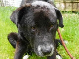 Benny, a Adoptable mixed breed in Anaconda, MT image 4/6