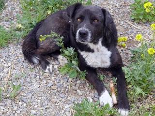 Benny, a Adoptable mixed breed in Anaconda, MT image 2/6