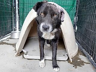 Benny, a Adoptable mixed breed in Anaconda, MT image 5/6