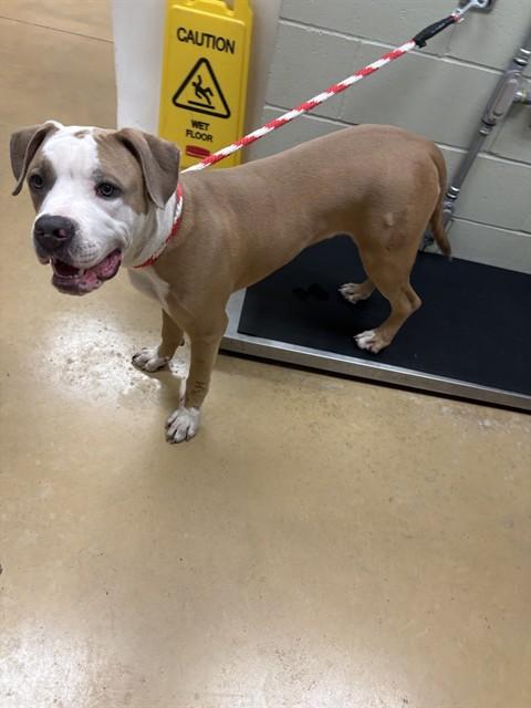 BEN, Adoptable, Young Male Boxer & Mixed Breed.