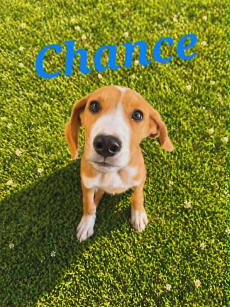 Enlarge Chance, a Adoptable Hound in Livingston, LA image 2/2
