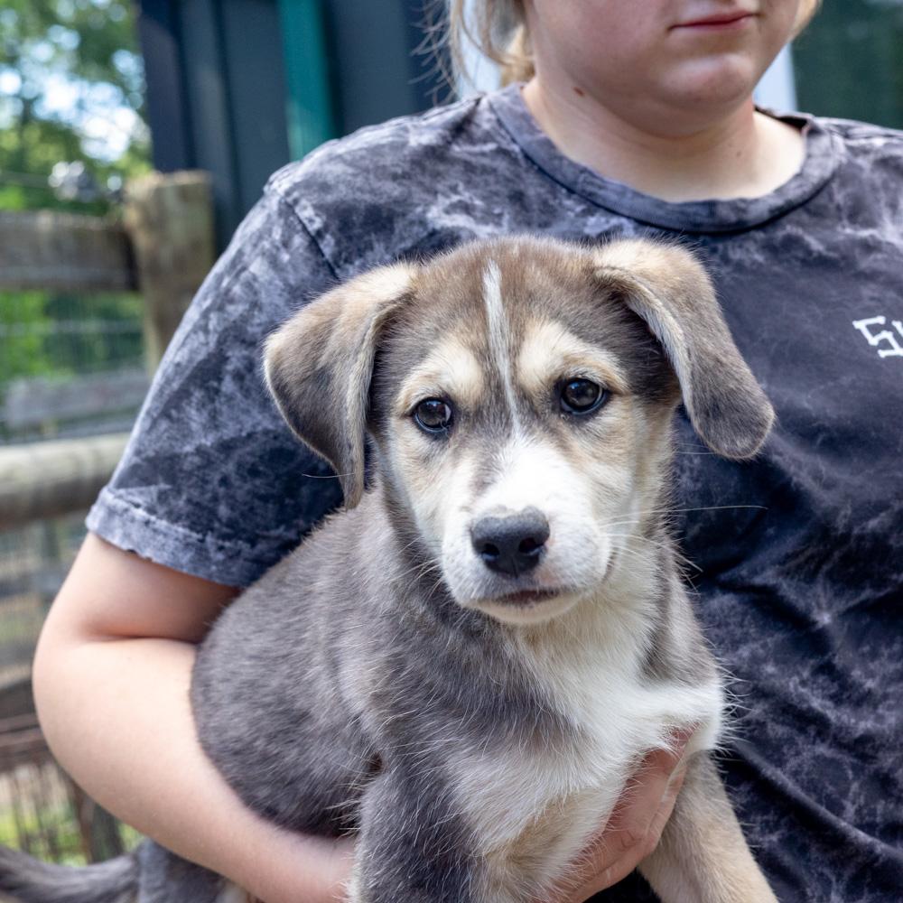 Enlarge Sawyer (Male) , a Adoptable mixed breed in West Grove, PA image 4/6