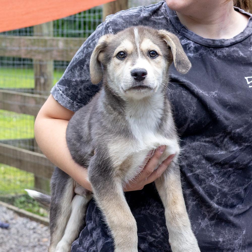 Enlarge Sawyer (Male) , a Adoptable mixed breed in West Grove, PA image 2/6