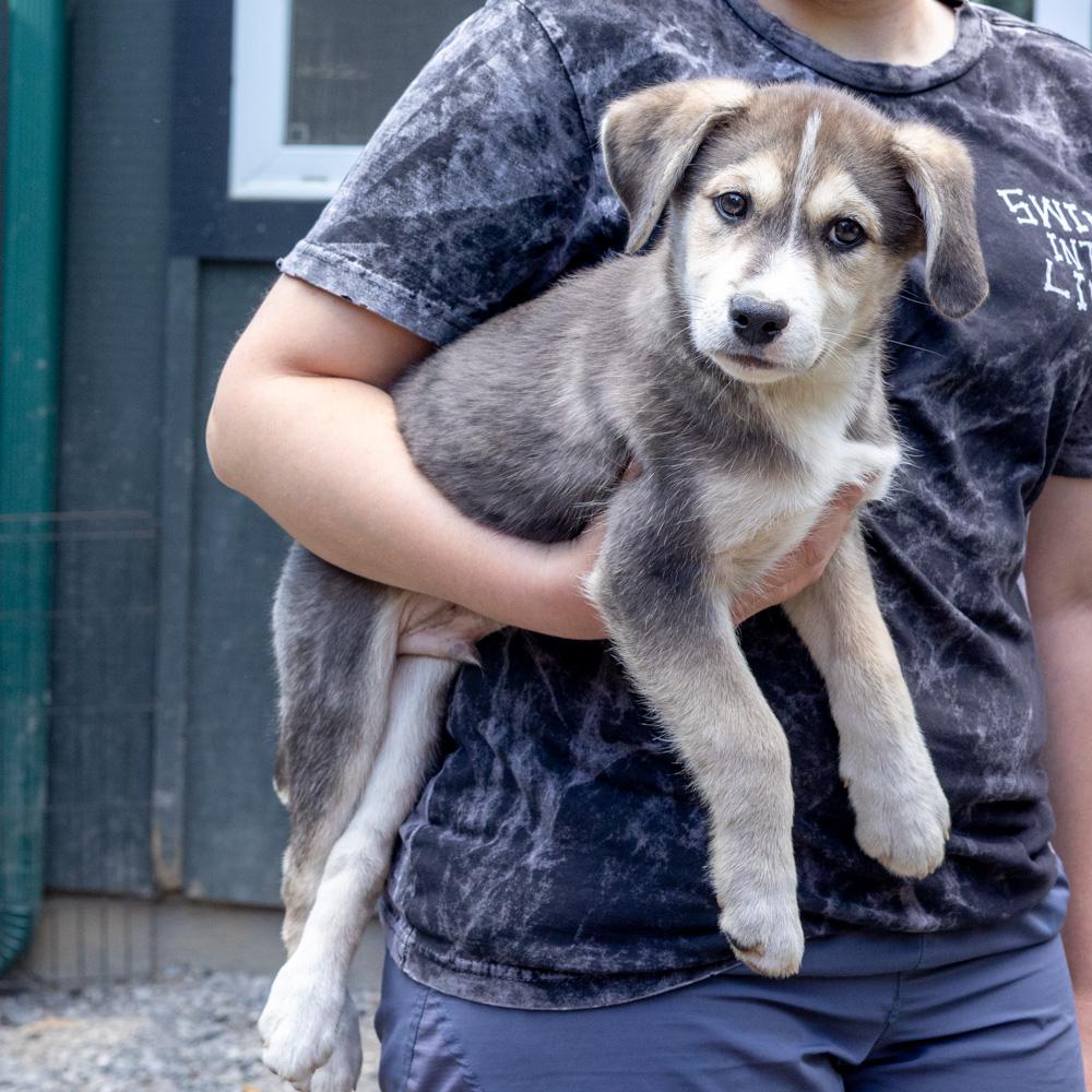 Enlarge Sawyer (Male) , a Adoptable mixed breed in West Grove, PA image 5/6