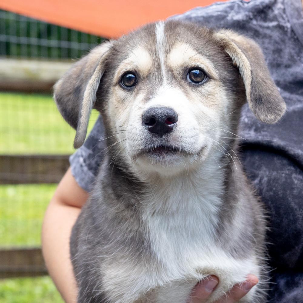 Enlarge Sawyer (Male) , a Adoptable mixed breed in West Grove, PA image 6/6