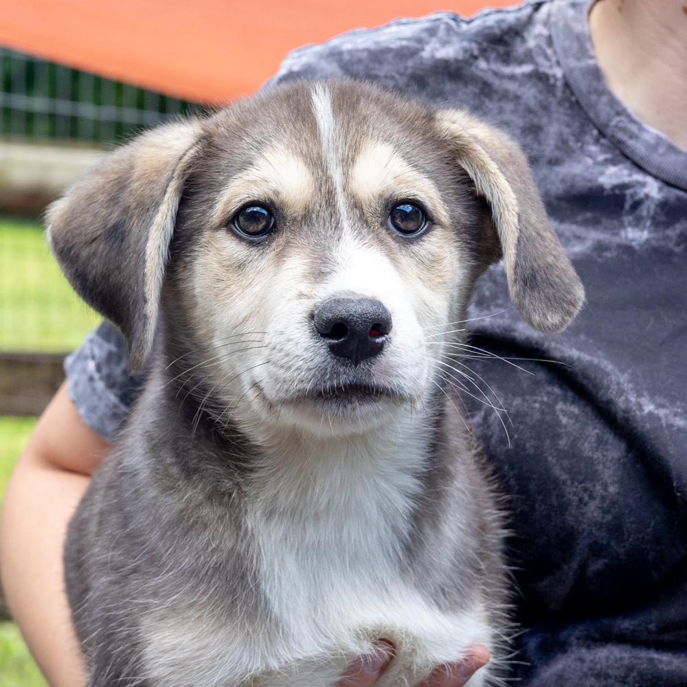 Sawyer (Male) , Adoptable, Puppy Male Beagle & Husky.