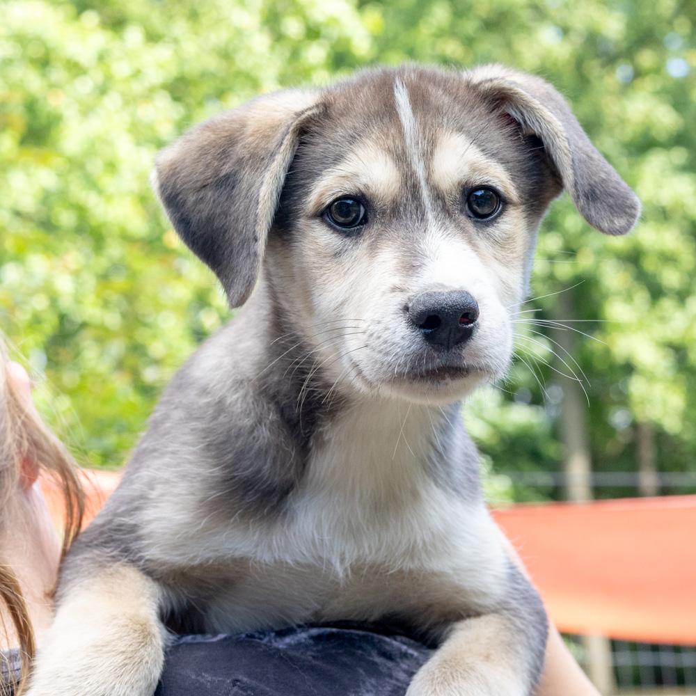 Enlarge Sawyer (Male) , a Adoptable mixed breed in West Grove, PA image 3/6