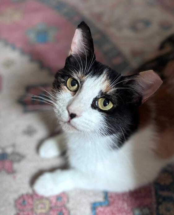 Love Bug, Adoptable, Young Female Calico & Domestic Short Hair.