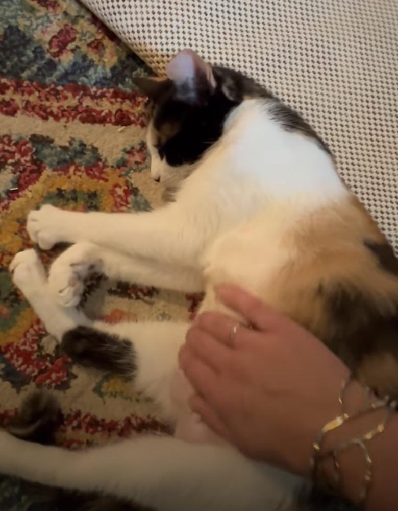 Enlarge Love Bug, a Adoptable mixed breed in Richardson, TX image 2/6