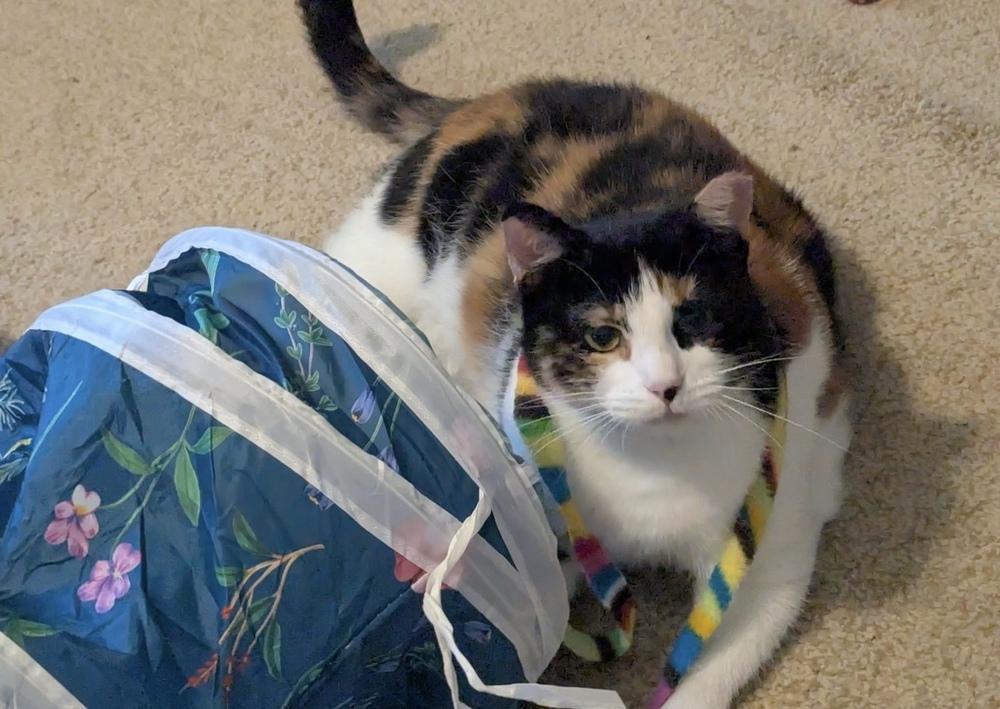 Enlarge Love Bug, a Adoptable mixed breed in Richardson, TX image 3/6