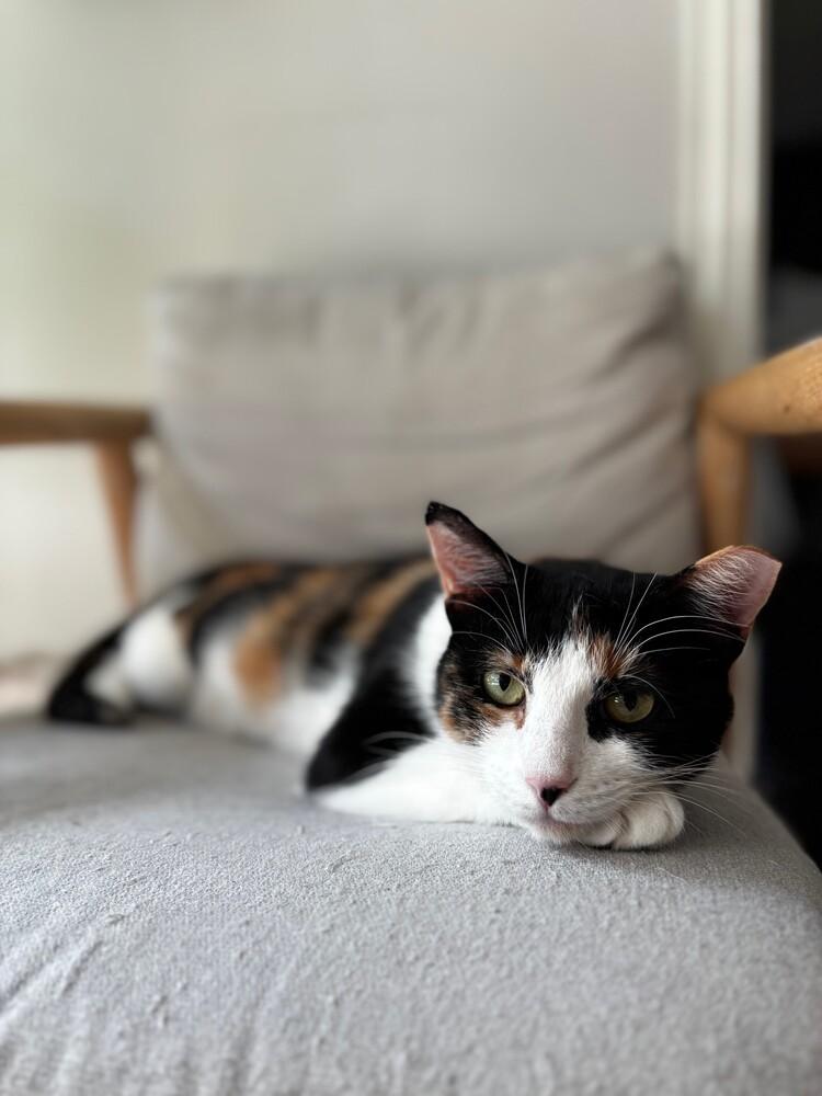 Enlarge Love Bug, a Adoptable mixed breed in Richardson, TX image 5/6