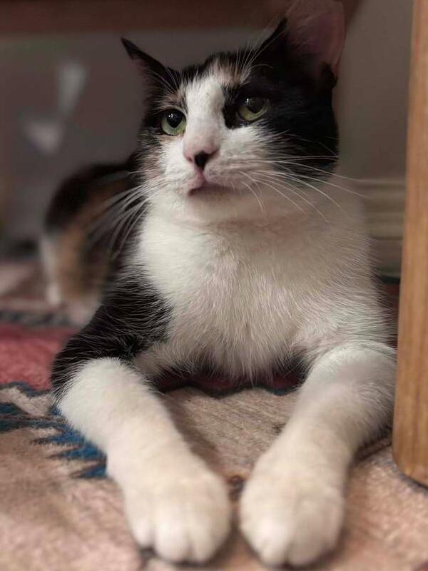 Enlarge Love Bug, a Adoptable mixed breed in Richardson, TX image 6/6