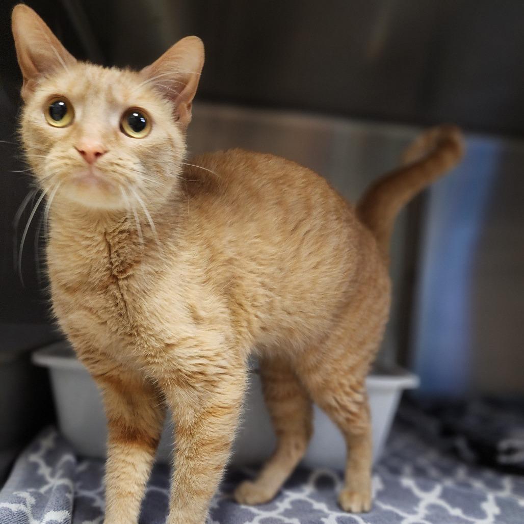 Feline Dion, Adoptable, Adult Female Domestic Short Hair.