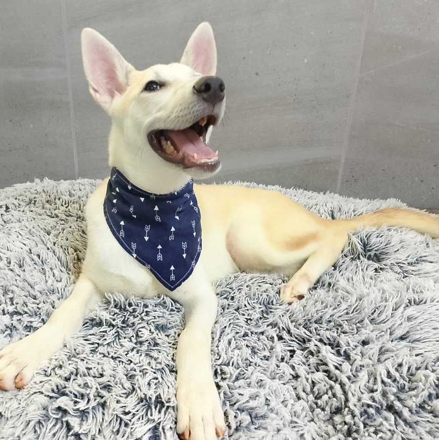 Cesar — thumbnail 2