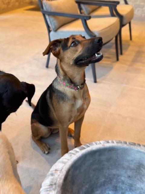 Joanie - (CO), Adoptable, Young Female German Shepherd Dog & Hound.