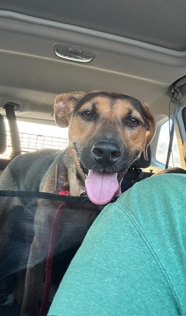 Joanie - (CO), a Adoptable mixed breed in Denver, CO image 3/6