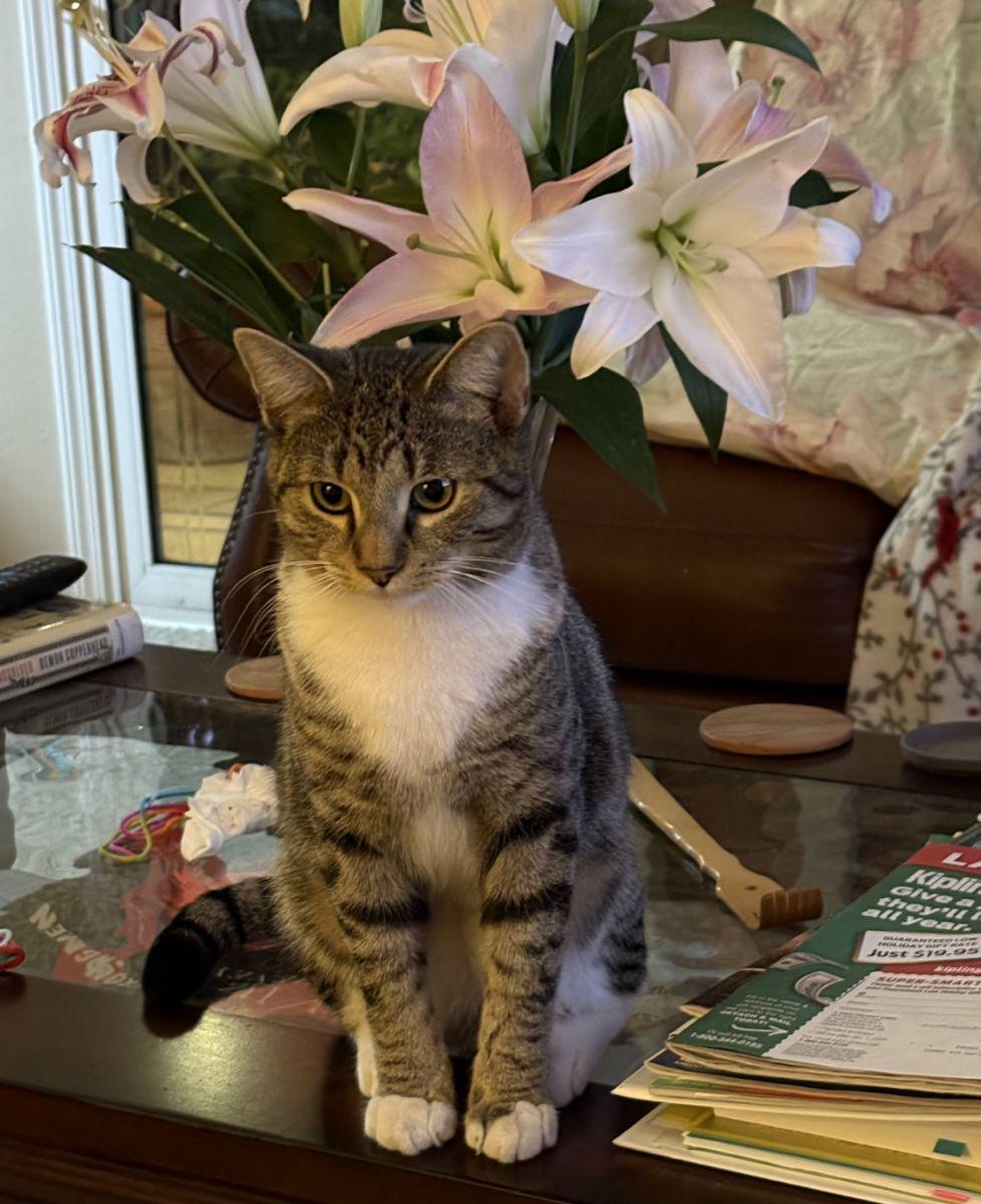 Tiger - Bengal Tabby — thumbnail 3