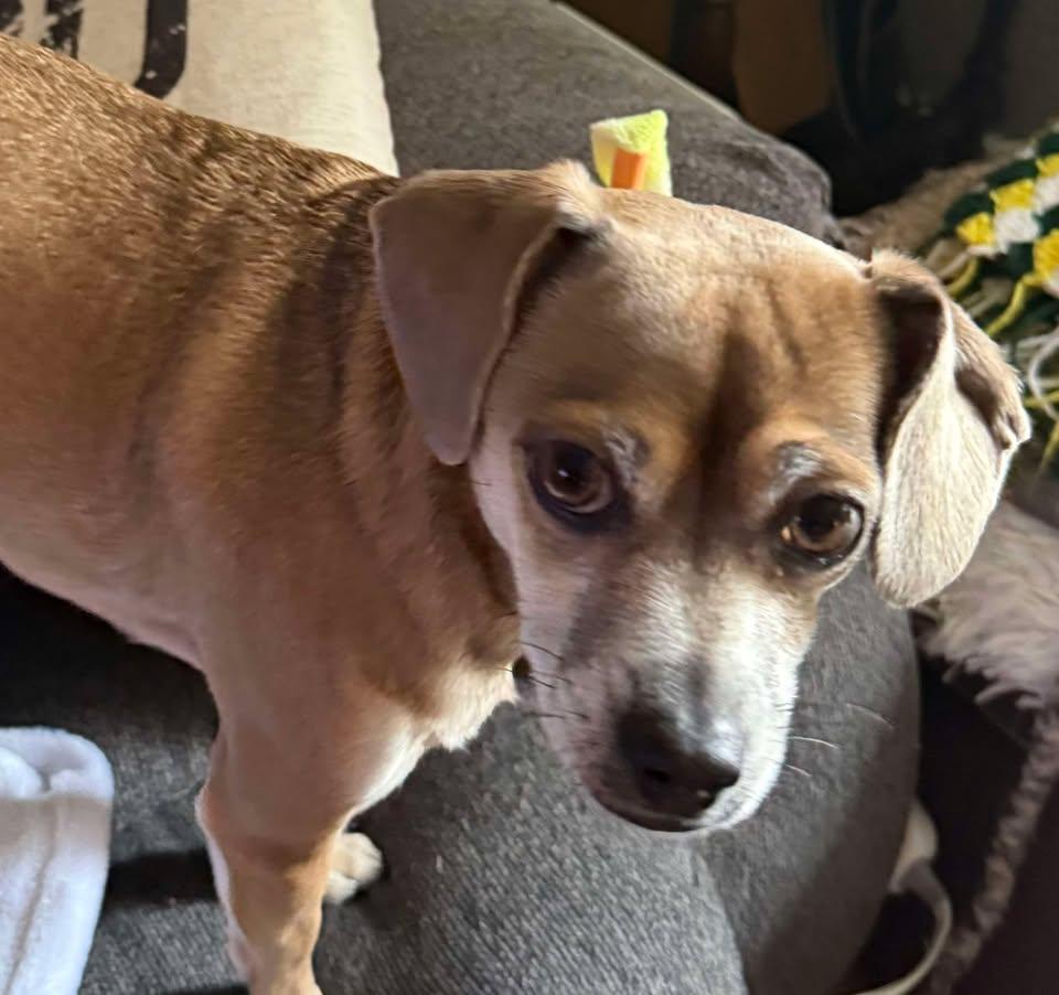 Enlarge Puppy Chulo, a Adopted mixed breed in San Francisco, CA image 1/3