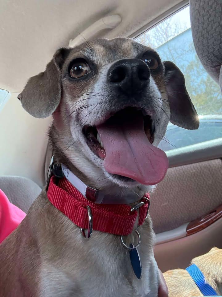 Enlarge Puppy Chulo, a Adopted mixed breed in San Francisco, CA image 3/3