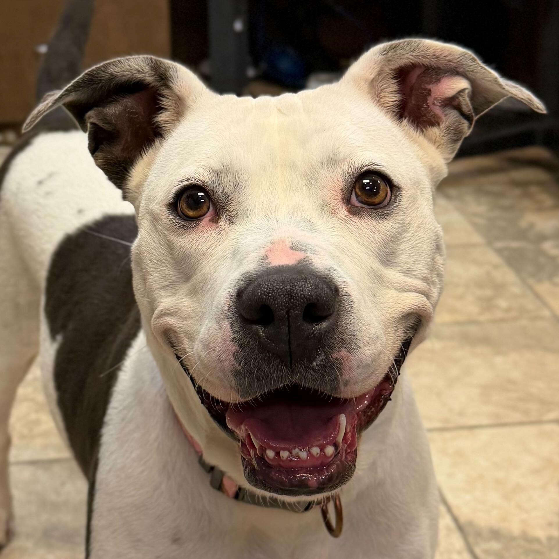 Bessie the Cow, Adoptable, Adult Female Terrier.