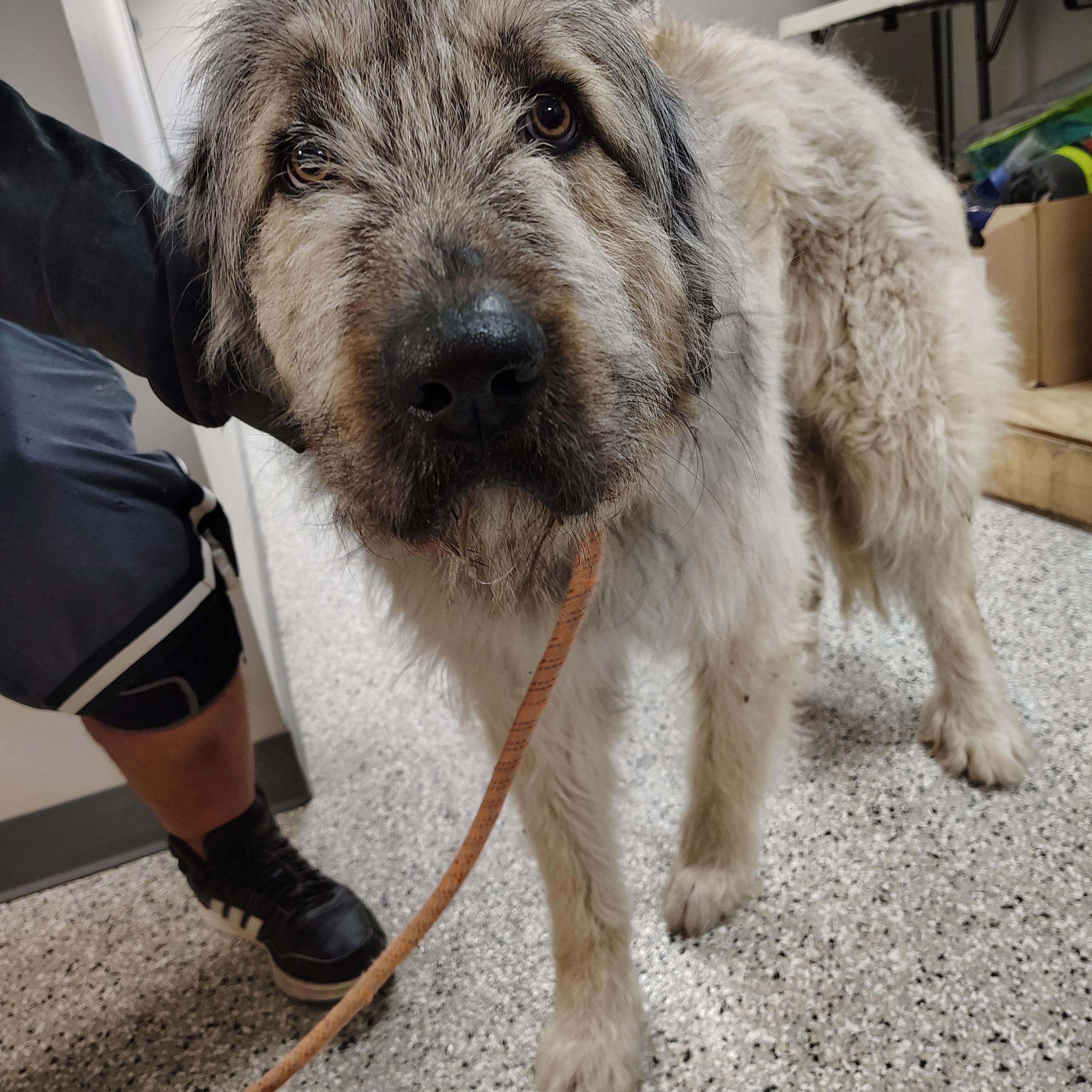 Enlarge Kodiak, an adopted mixed breed in Richmond, MO image 1/1