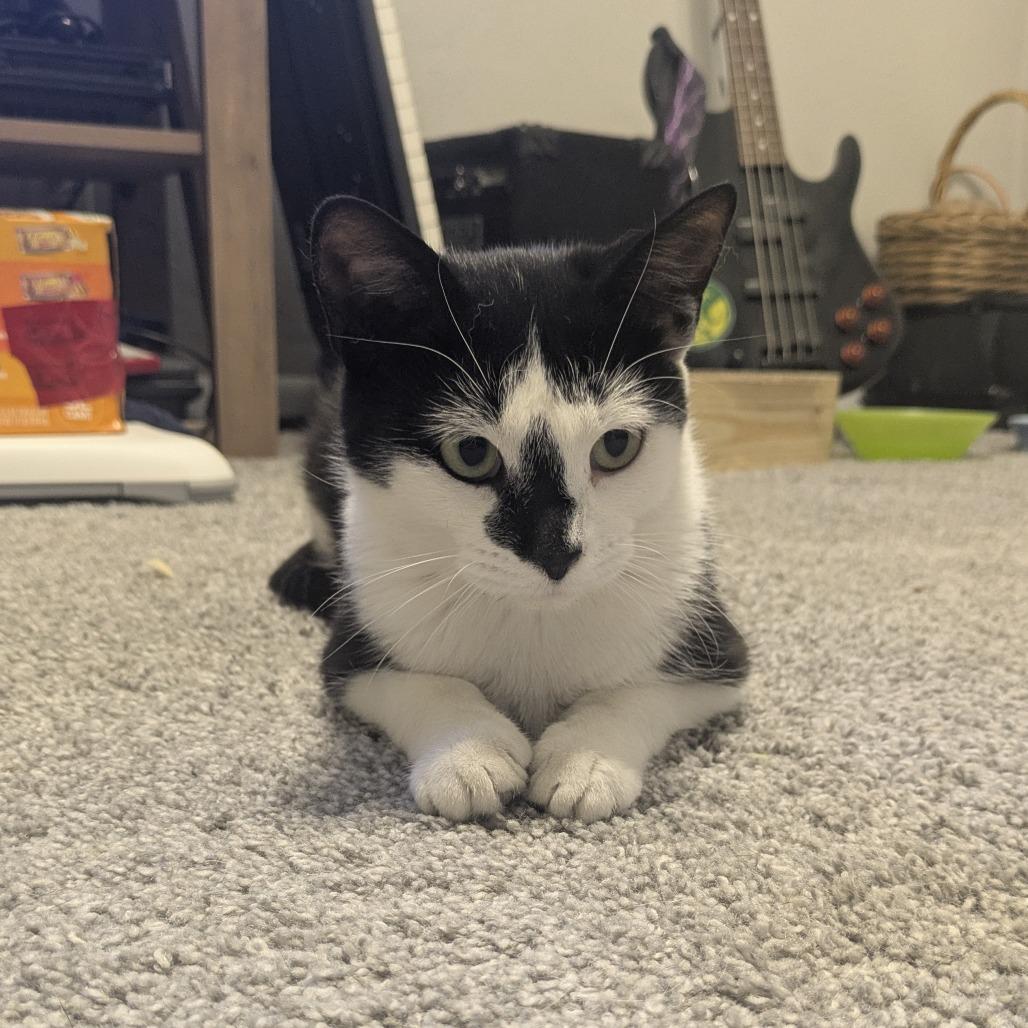 Opal, Adoptable, Young Female Domestic Short Hair.