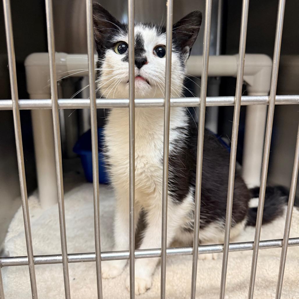 Enlarge Opal, a Adoptable Domestic Short Hair in Indianapolis, IN image 2/4
