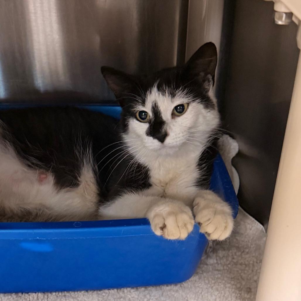 Enlarge Opal, a Adoptable Domestic Short Hair in Indianapolis, IN image 3/4