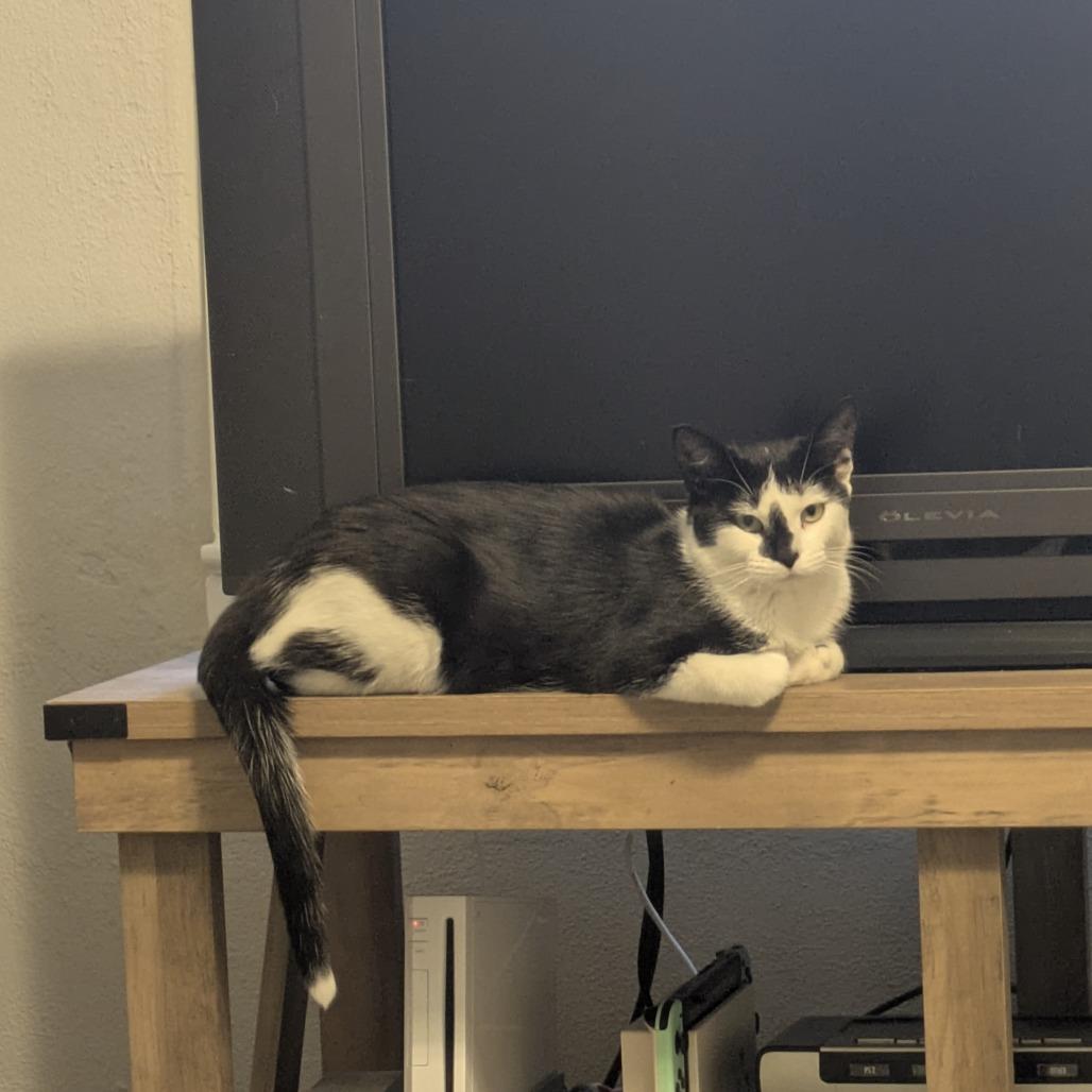 Enlarge Opal, a Adoptable Domestic Short Hair in Indianapolis, IN image 4/4