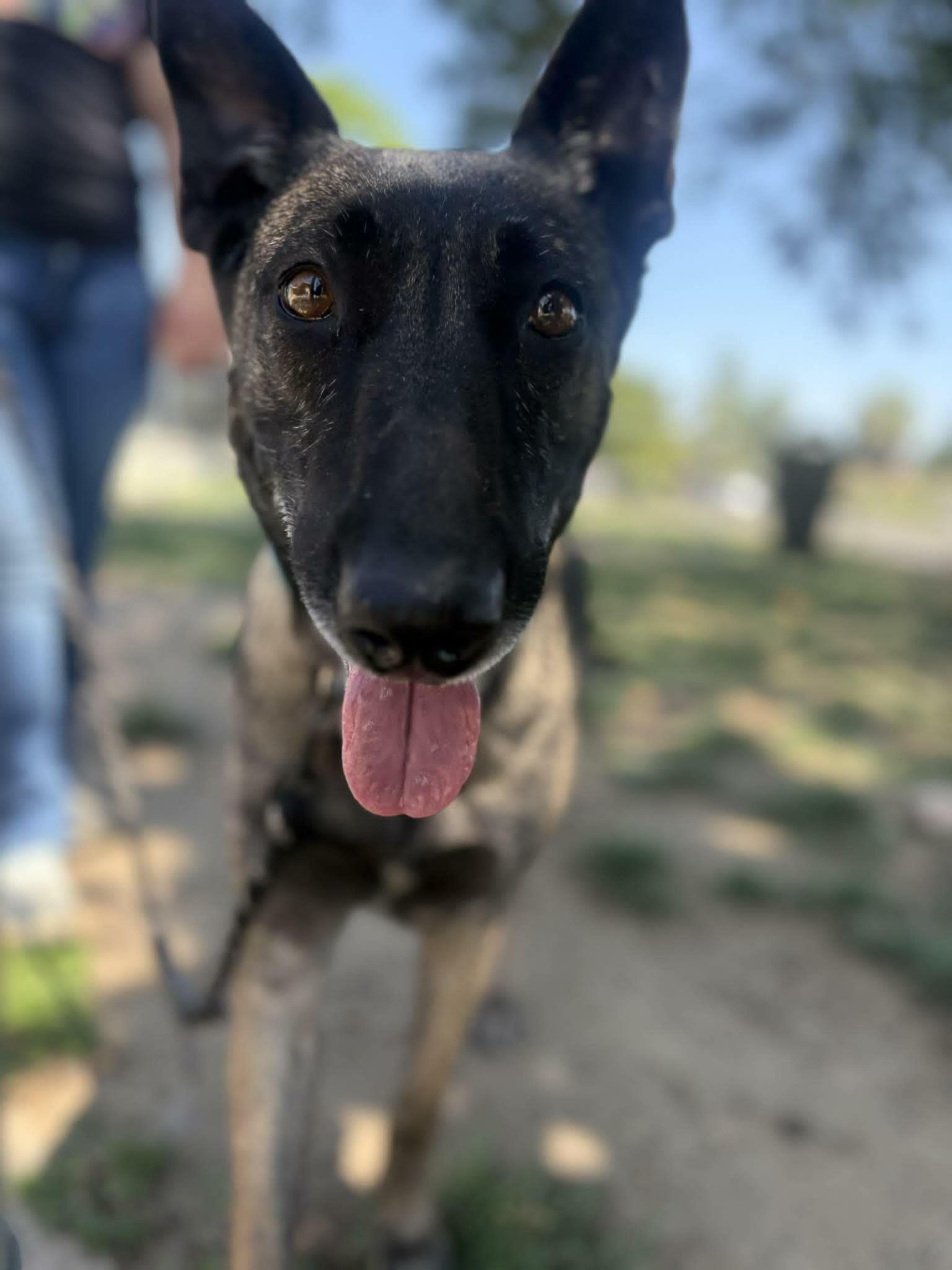 Enlarge Misty, a Adoptable Belgian Shepherd / Malinois in Visalia, CA image 2/3