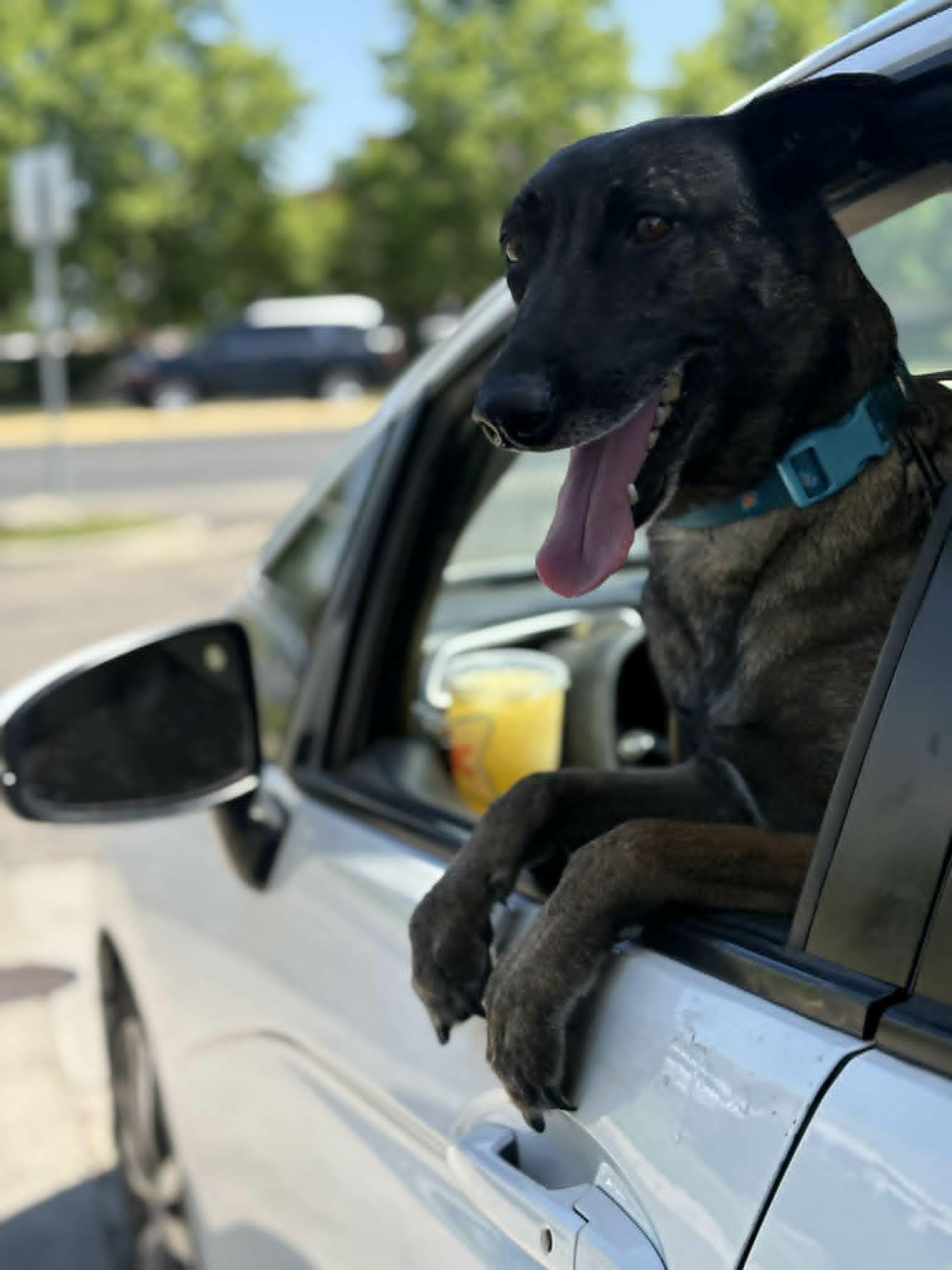 Enlarge Misty, a Adoptable Belgian Shepherd / Malinois in Visalia, CA image 3/3