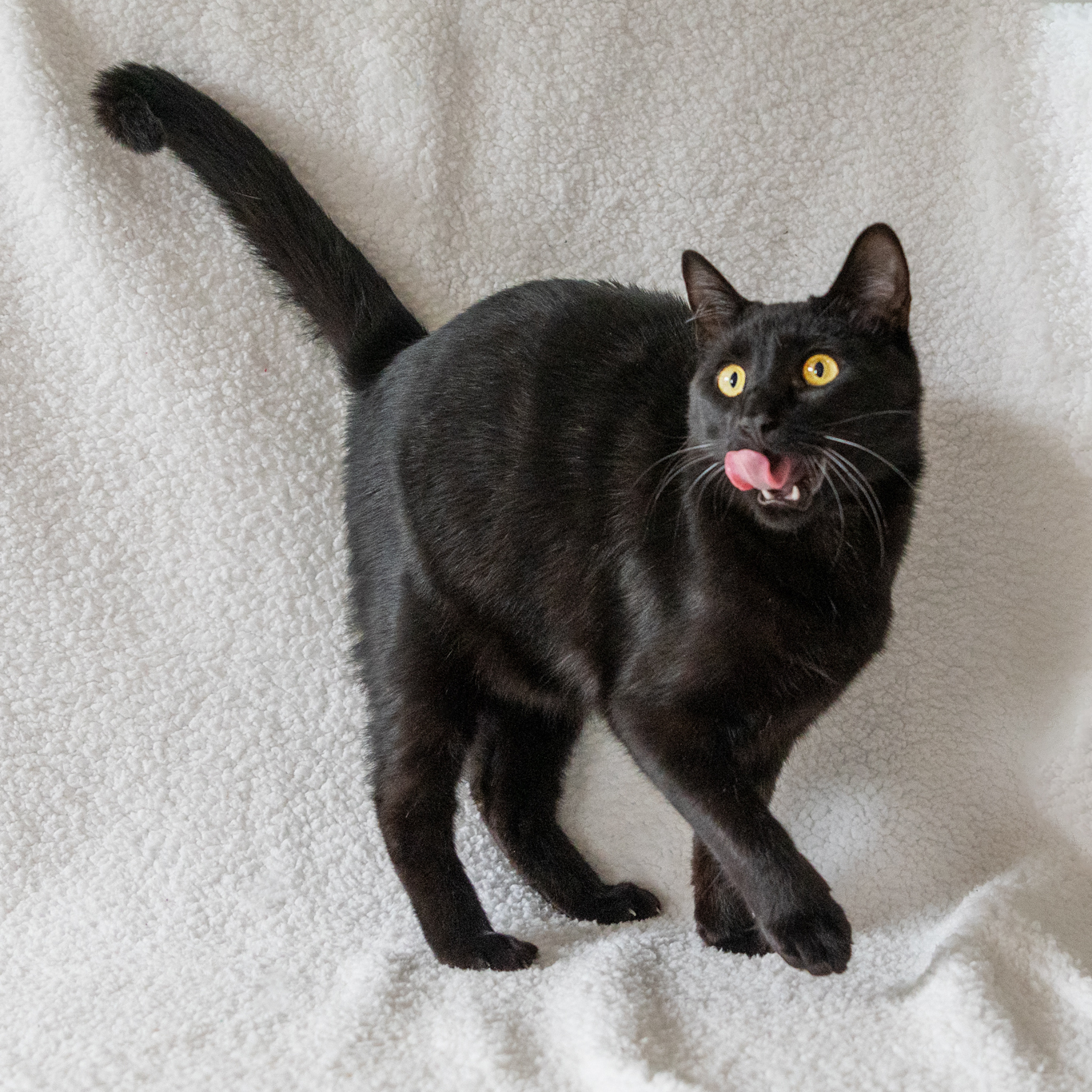 Batman, a Adoptable Domestic Short Hair in Manchester, MI image 1/10
