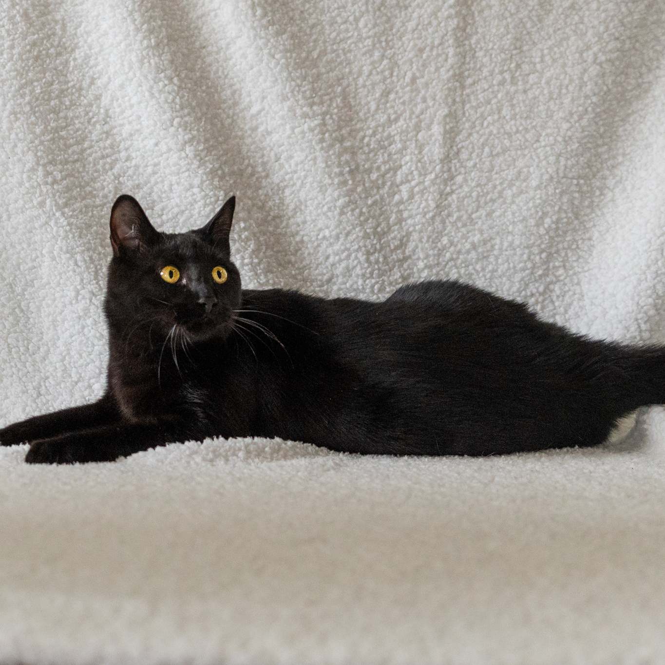 Batman, a Adoptable Domestic Short Hair in Manchester, MI image 2/10