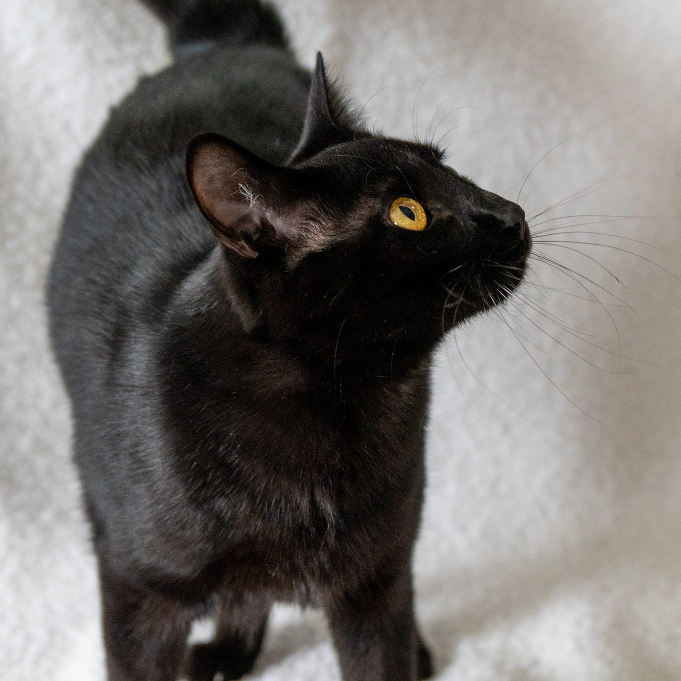 Batman, a Adoptable Domestic Short Hair in Manchester, MI image 3/10