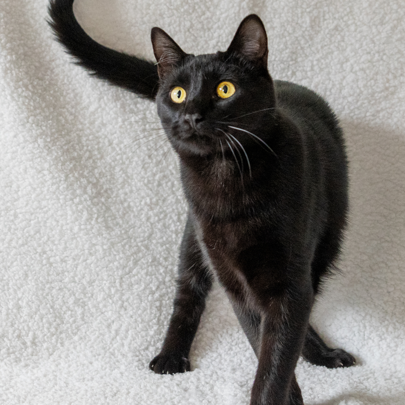 Batman, a Adoptable Domestic Short Hair in Manchester, MI image 4/10