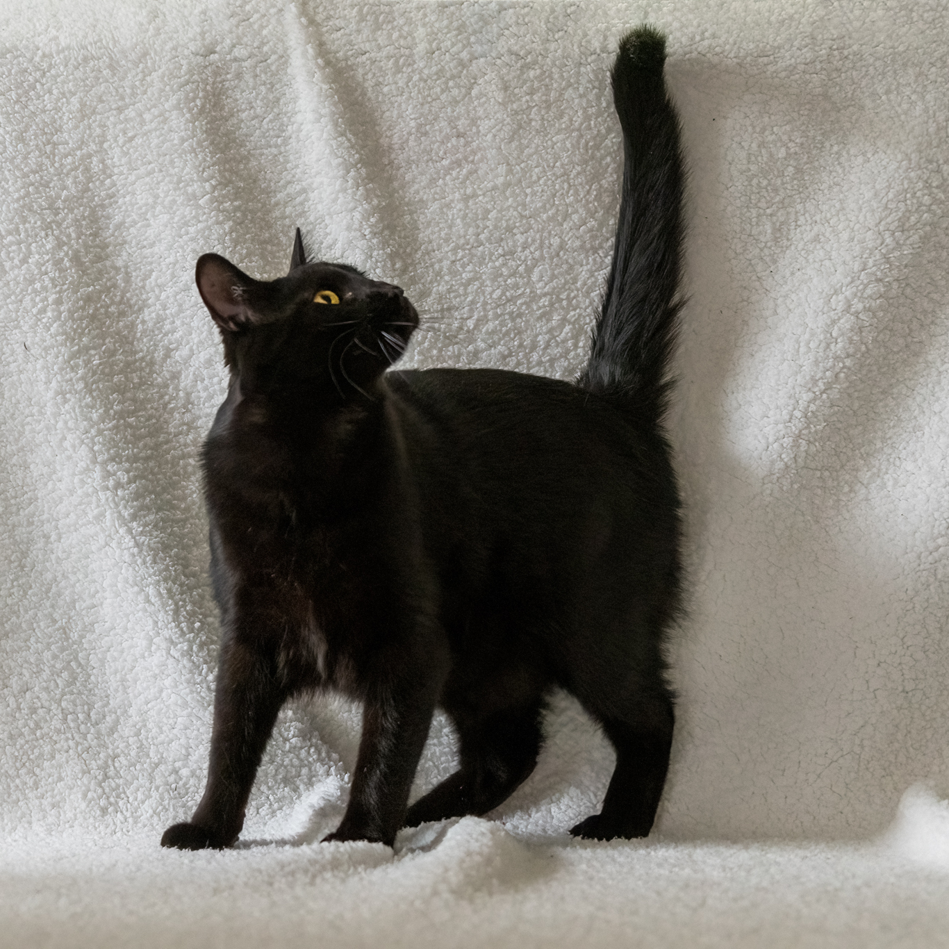 Batman, a Adoptable Domestic Short Hair in Manchester, MI image 5/10