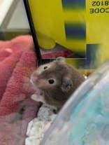 Enlarge Arnold, a ADOPTABLE mixed breed in Whitby, ON image 2/3