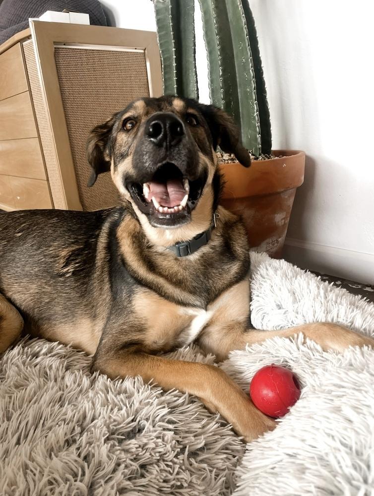 Collins, a Adoptable mixed breed in Denver, CO image 1/6