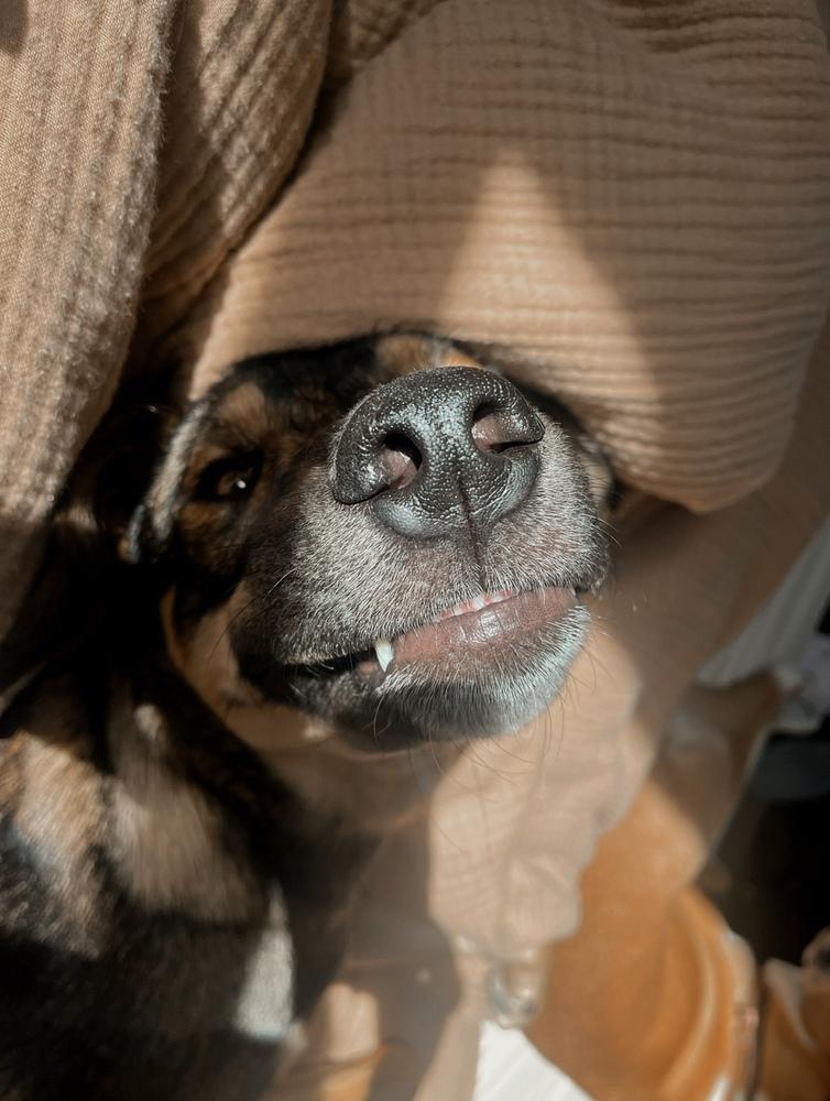 Collins, a Adoptable mixed breed in Denver, CO image 2/6