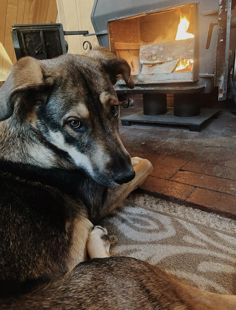 Collins, a Adoptable mixed breed in Denver, CO image 3/6